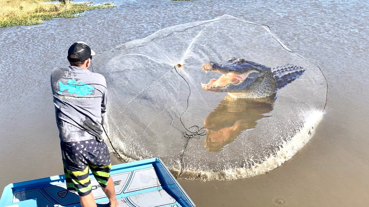 CAST NETTING THOUSANDS of FISH in a POTHOLE full of GIANT GATORS - Bluegabe