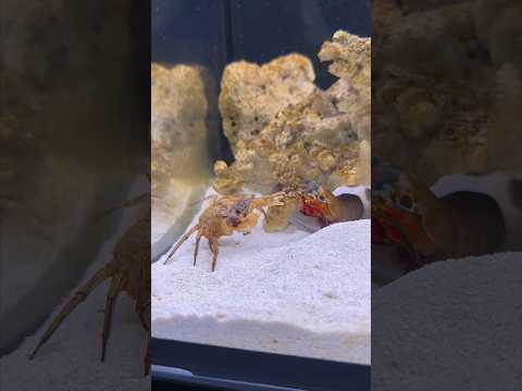 Mantis shrimp fighting a crab #tucanaquatics #tuca