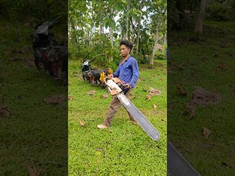 Proses penebangan kayu kelapa