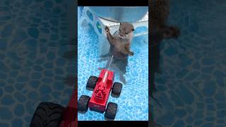 カワウソコタロー VS 水上ラジコン