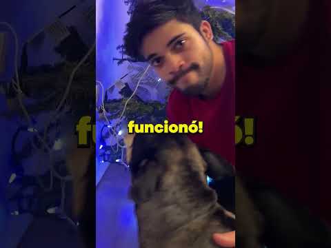 Mi perro es gordo, entonces hice esto... #shorts