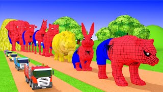 Paint & Animals Spider Duck,Cow,Gorilla,Lion,chicken,Elephant Fountain Crossing Turtle Cartoon Games