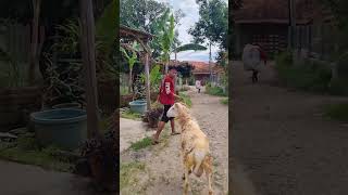 Yang dipelihara pasti istimewa #domba #pedagangdombagarut #pandawafarm #dombagarut #farming