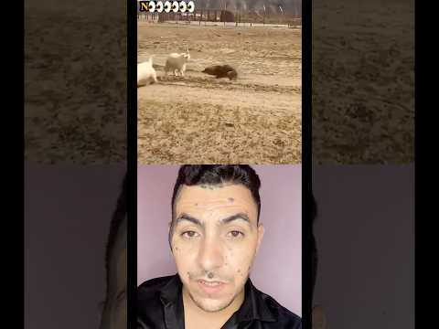 انتبهي جيدا من هذه الفئة #duet #bassou #الرجل #دويتو #الفشل #reaction #الحياه #birds #المال