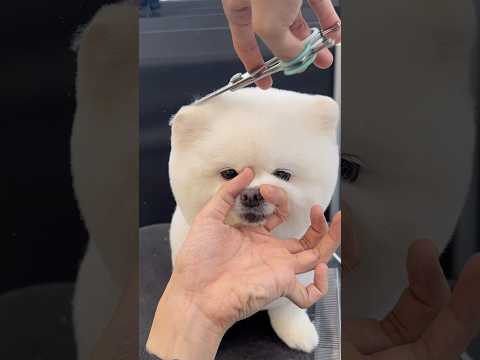 곰인형 만드는 과정✂️ / 포메라니안 곰돌이컷