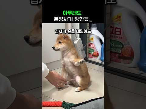 아무래도 분양사기 당한듯...