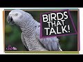 Bird Communication and Mimicry Concepts