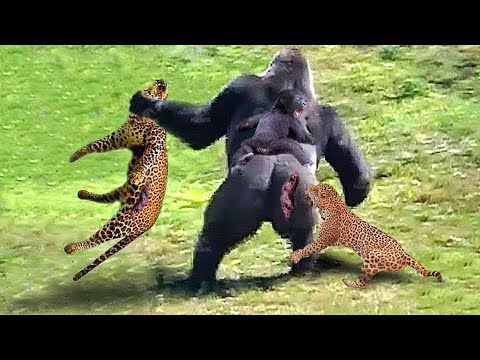 OMG! Stupid Leopards Pay A Heavy Price For Daring To Attack Baby Gorillas | Here's What Happened...