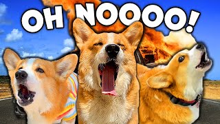 Hammy's SCREAMS over EVERYTHING 😱😱😂 BEST of Talking Dog Compilation