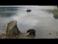 Bear Encounters in Gerdwood