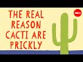 Cacti Adaptations and Functions