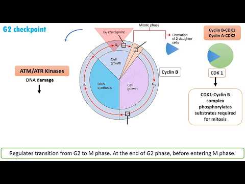 Cell Cycle Regulation and Checkpoints|| G1, G2 and M Checkpoint Regulation in 9 minutes