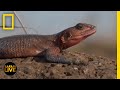 Wildlife Migration and Ecosystem Interactions
