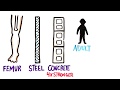 Human Body Facts and Functions