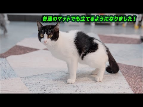 後ろ足が麻痺した猫・雨ちゃんの3回目の治療結果とムーン君現在の様子