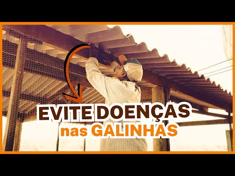 EVITE DOENÇAS nas GALINHAS: 3 dicas fundamentais na infraestrutura para prevenir doenças nas aves