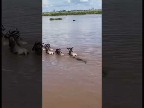 Crocodile Hunts Wildebeest During River Crossing