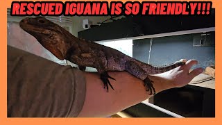 RESCUED Cuban Rock Iguana is CRAZY FRIENDLY 1 YEAR Since Adoption!!