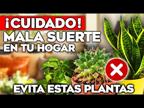 ¡PROHIBIDO en tu HOGAR! ELIMINA estas 5 PLANTAS de INTERIOR dan MALA SUERTE!! Mala Energía Feng Shui