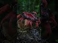 Understanding the Video Tutorial