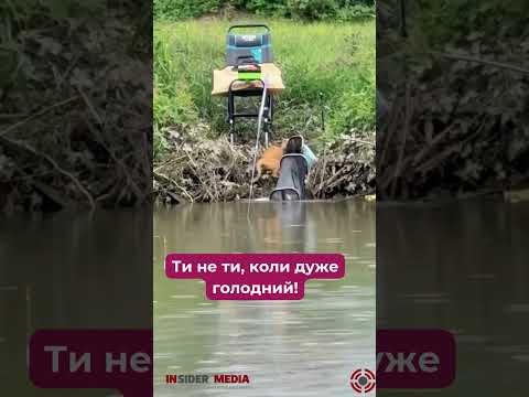 😸😸Ти не ти, коли дуже голодний #тварини #смішнівідео
