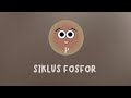 Kuis Siklus Fosfor