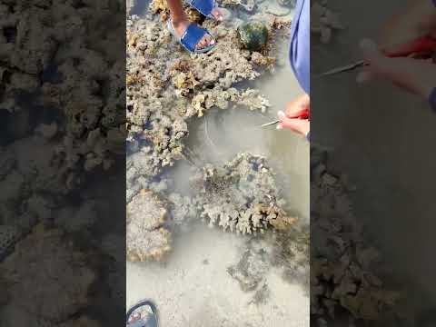 Part 9 Mencari Ikan Nemo, Penyu, Kepiting, Bulu Babi, Bintang Laut, Anemon #bolang #laut #fyp #nemo