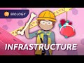 Human Anatomy and Physiology Concepts