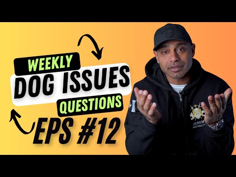 Bulletproofk9s dog trainer obedience protection tactical training tips and tricks weekly QnA EP12