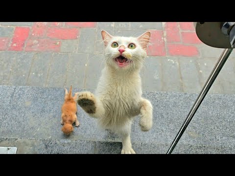 A stray cat I sheltered from the rain a week ago brought her kittens today!