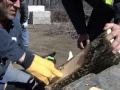 Emerald Ash Borer Awareness Activities