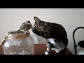 Understanding Nature and Animal Behavior