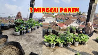 SAYURAN CEPAT PANEN & MUDAH PERAWATANNYA SAWI CAYSIM  3 MINGGU  TANAM  LANGSUNG PANEN