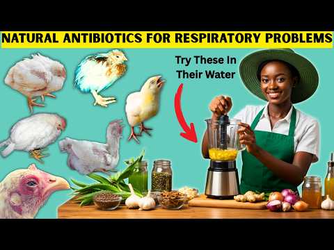 100% OVERNIGHT RECOVERY FROM RESPIRATORY DISEASES AFTER POURING THESE IN CHICKEN'S WATER