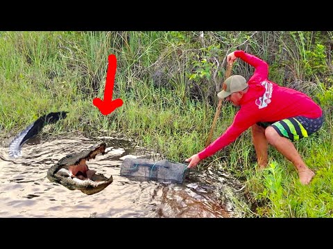 ALLIGATOR --ATTACKED-- While I Was Setting CRAWFISH TRAPS! - Bluegabe