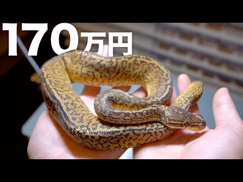 170万円の超高級ヘビが来ました