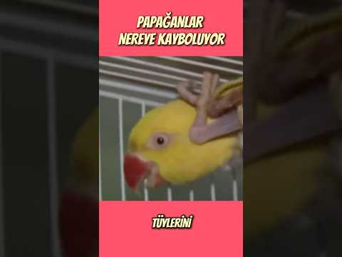 PAPAĞANLARA NE OLUYOR? #merak #tuhaf #ilginç #bilim #bilgi