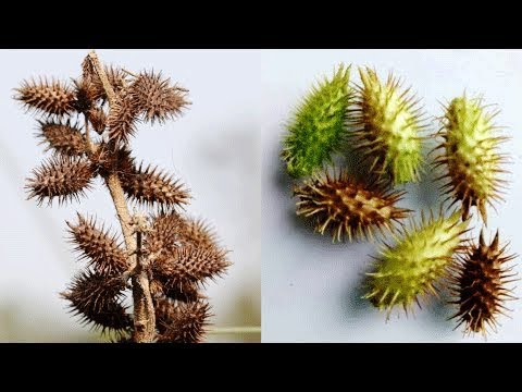 অনেকেই বলে হীরার চেয়ে মুল্যবান এই গাছ,আশ্চর্য এই বুনো ঔষধি গাছটি চিনে নিন,কোথাও পেলে ভুলেও ফেলবেন না