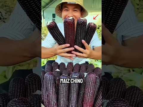 ¿Por qué China cultiva el maíz morado… el más raro del mundo?