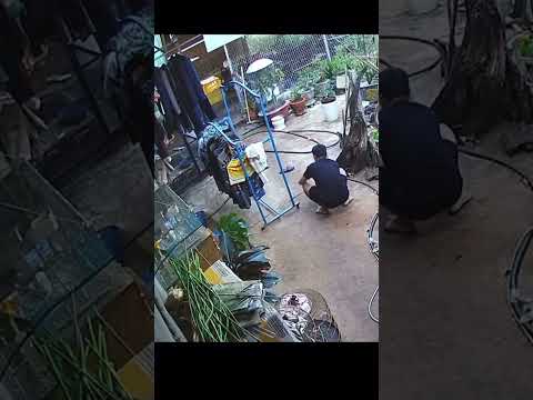 Đã ai làm gì đâu #thucung #birds #chaomaohothay