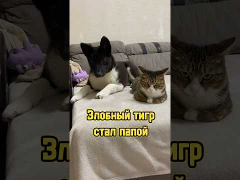 Злобный тигр стал папой 🐈 #питомцы #щенок #кот #котики #собака