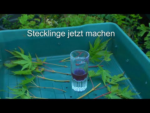 Stecklinge von Bäumen machen im Sommer. Jetzt geht es los auch mit Acer Palmatum, Linde und Erle
