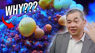 What Makes Corals Bounce?