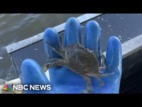 YouTube video thumbnail: Blue Crab Population Decline Causes Seafood Price Hike in Maryland