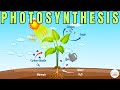 Exploring the Biochemistry of Photosynthesis