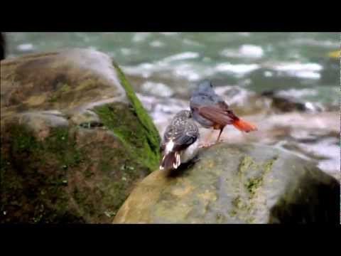 鉛色水鶇 Plumbeous water redstart - 餵食幼鳥 feeding chicks - YouTube