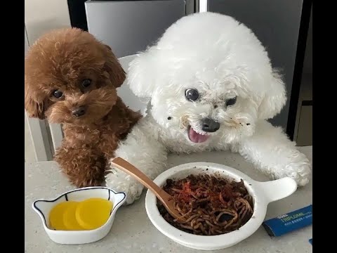 😺 Смешное видео с собаками, кошками и котятами! 🐕 Вы будете смеяться! 😸