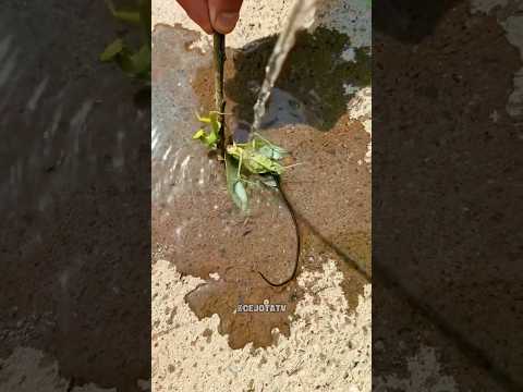 Olha o que saiu desse louva-deus #shorts #curiosidades