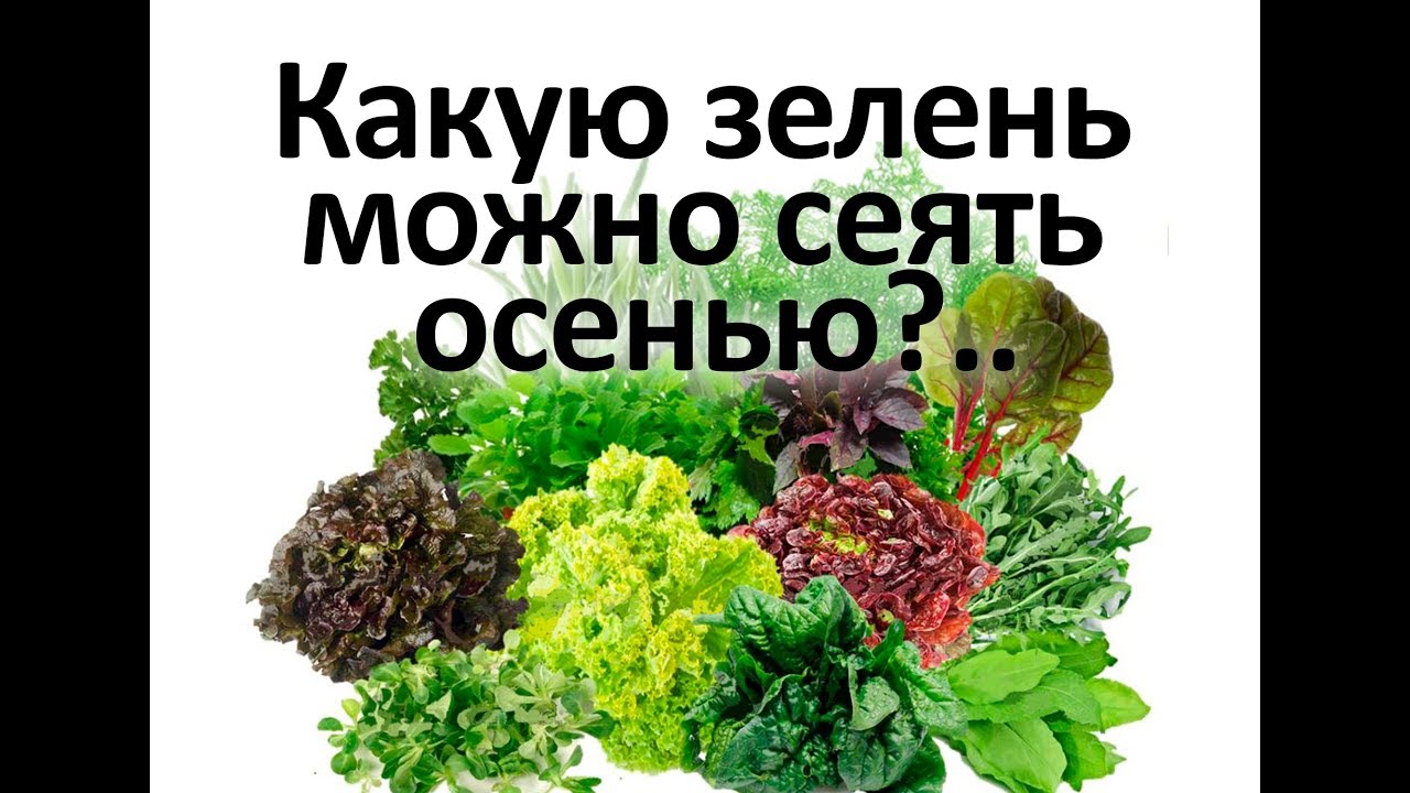 Какую зелень можно сеять осенью Секрет от агронома Кирюшина