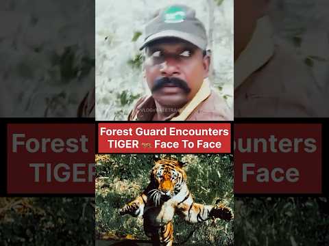 Forest Guard  Intense Face-Off with The TIGER⁉️ #tiger #tigerwoods #wildlife